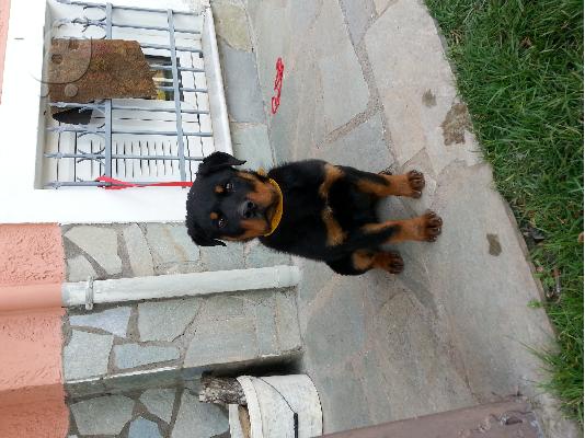 rottweiler καθαρόαιμο