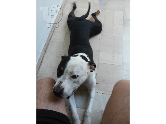 louna i pitmpoulitsa