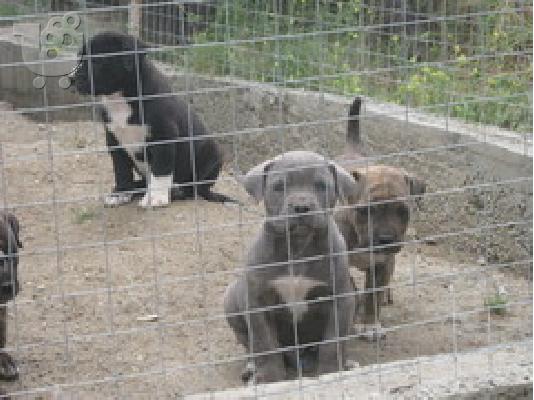 presa canario