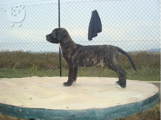 PRESSA CANARIO