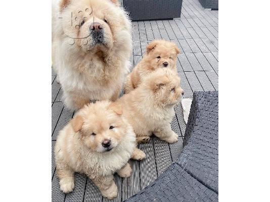 Υπέροχα κουτάβια Chow Chow