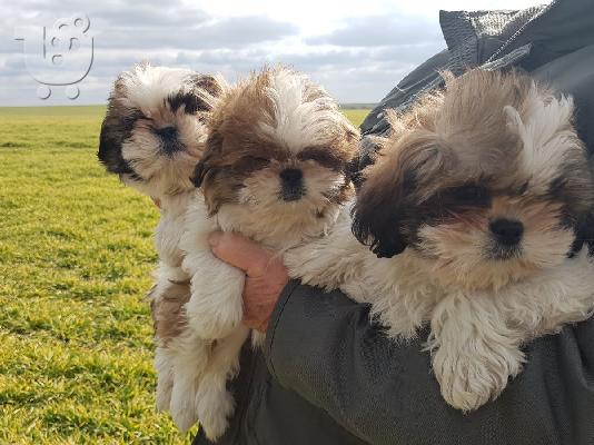 PoulaTo: Shih Tzu