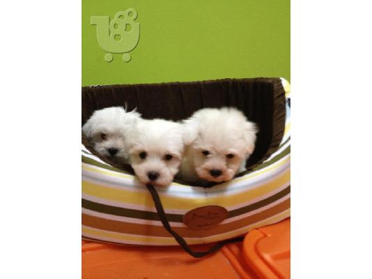 PoulaTo: maltese mini