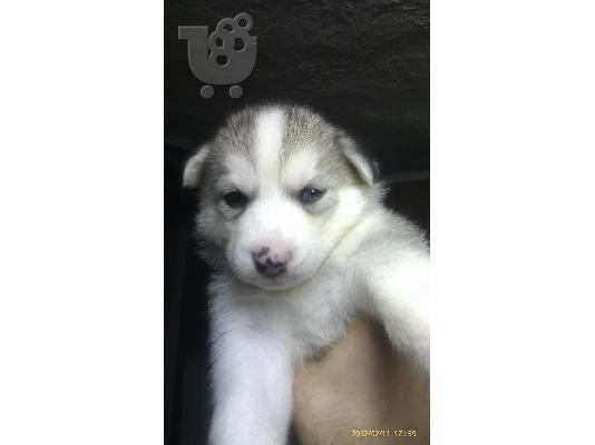 HUSKY (ΧΑΣΚΙ)