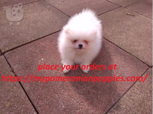 PoulaTo: pomeranian puppies for adoption