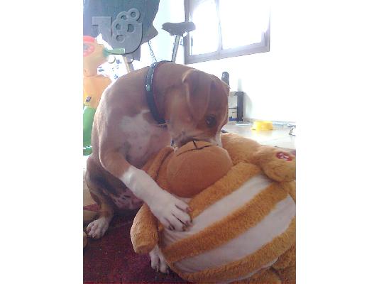 american staffordshire terrier Πίτμπουλ