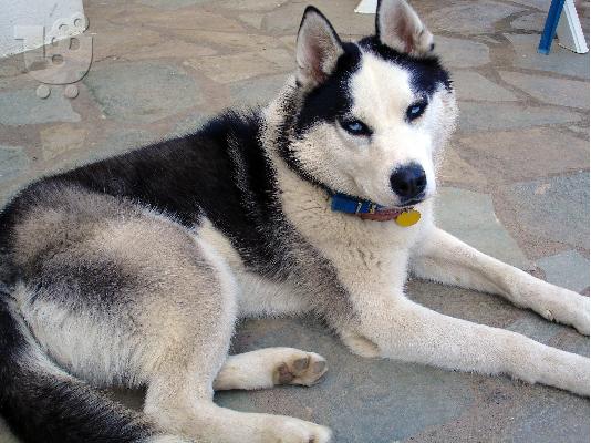 ΧΑΣΚΙ Σιβηρίας (Siberian Husky)