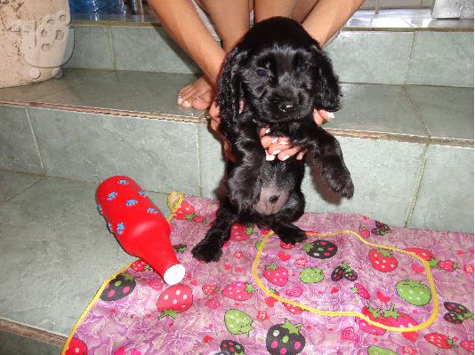 koker spaniel mavro