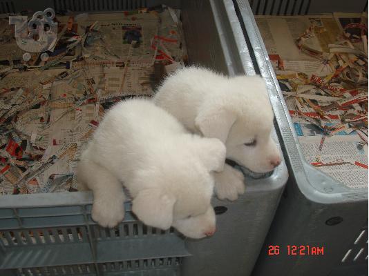 AKITA INU
