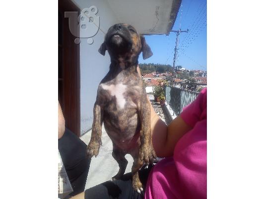pit bull me dogo argentino