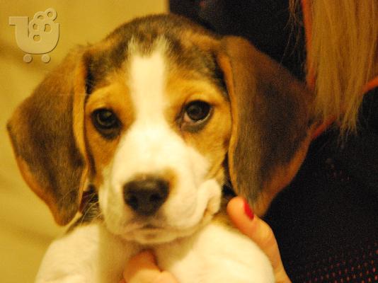 PoulaTo: poleite beagle Μπίγκλ