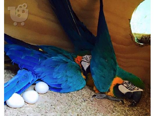 Home Raised Parrots and Parrots Eggs for sale whatsapp me:+306973610648