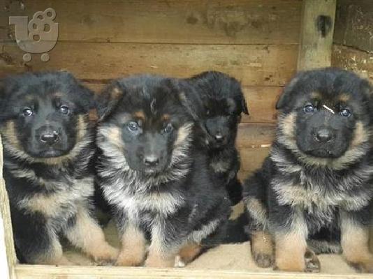 πανεμορφα HUSKY καθαροαιμα και υγειεστατα 6979314054 ΚΡΗΤΗ ΑΘΗΝΑ...