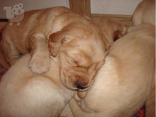 labrador