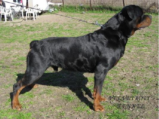 PoulaTo: ROTTWEILER KOYTABI