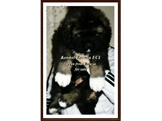 Caucasian Shepherd dogs