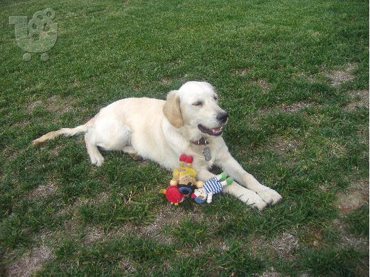PoulaTo: Αναζήτηση αρσενικού Retriever
