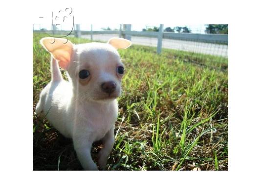 Χαριτωμένος και αξιολάτρευτο κουτάβι chihuahua διαθέσιμα για θέσπιση...