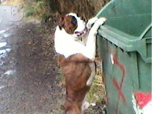 boxer