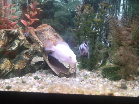 PoulaTo: κιχλιδες    Archocentrus nigrofasciatus