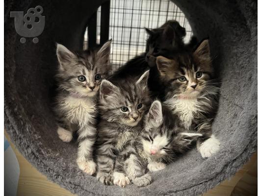 PoulaTo: Maine Coon - Μέιν Κουν