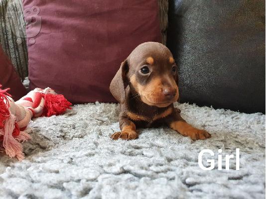 PoulaTo: Dachshund Puppies