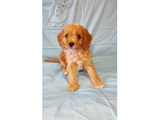 Κουτάβια Beautifultoy Cavapoo