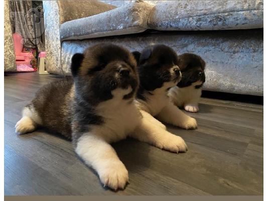 PoulaTo: ΚΑΤΑΠΛΗΚΤΙΚΑ ΥΠΗΡΕΣΙΑ ΑΚΙΤΑ PUPPIES SVSILABLE