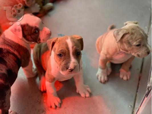 PoulaTo: X μάζα αμερικανικό pit bull terrier