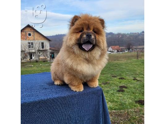 PoulaTo: Πουλάκια Chow Chow