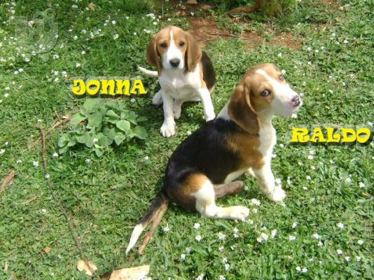 Αναγγελία γέννας Beagle
