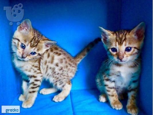 PoulaTo: Bengal γατάκια διαθέσιμα