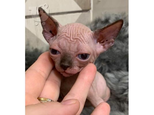 Γεια σας έχω προς πώληση όμορφα γατάκια Sphinx.