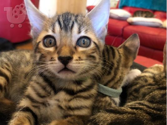 PoulaTo: Γατάκι Savana Bengal