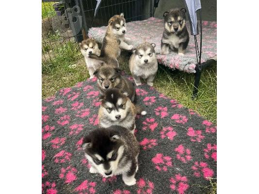 Κουτάβια Malamute της Αλάσκας