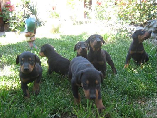 PoulaTo: Doberman
