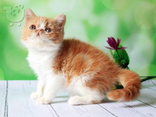 PoulaTo: Exotic Kittens