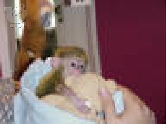 Σπίτι εκπαιδευμένο πιθήκους είδος πιθήκου ΔΙΑΘΕΣΙΜΗ ΕΚΔΟΣΗ...