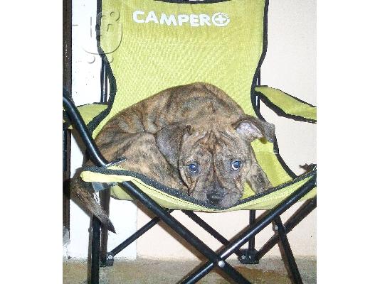 american pitbull terrier