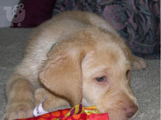 PoulaTo: υγιείς Labrador Retriever Ιταλικός Μπράκο Ιταλικός Μπράκο Ιταλικός Μπράκο