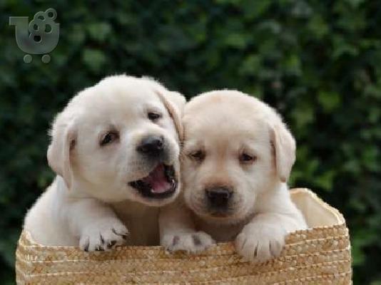LABRADOR