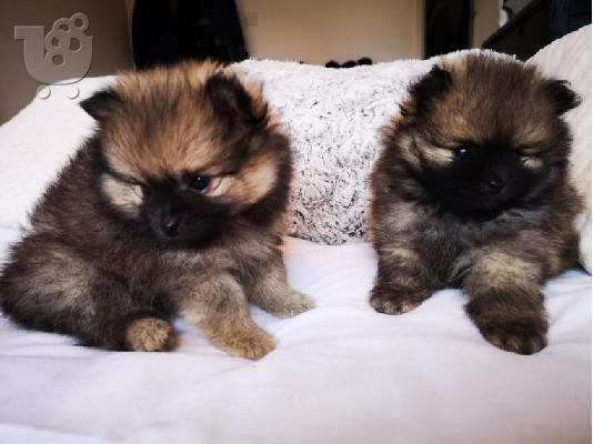 X μάζα τσαγιού Pomeranian κουτάβια