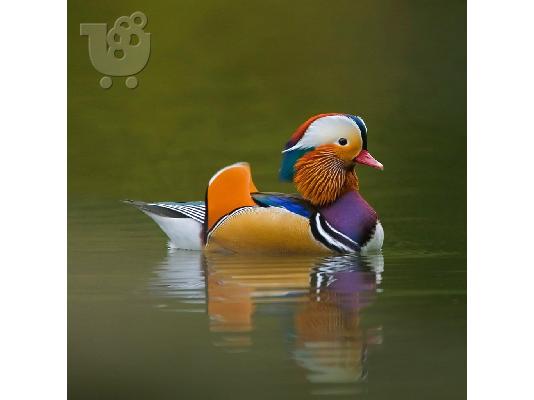PoulaTo: ΠΑΠΙΕΣ Mandarin