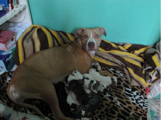 PITBULL