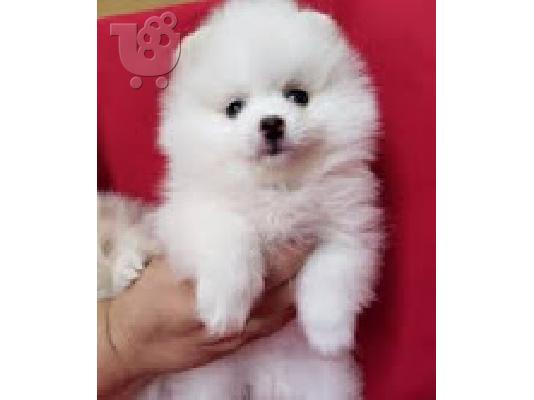 PoulaTo: Σπιτς μινι / pomeranian mini