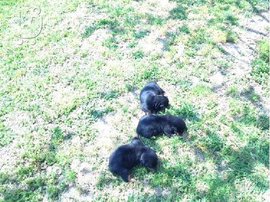 Πωλουνται 5 καθαροαιμα νεογεννητα rottweiler