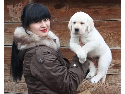 Τα κουτάβια Toy Labrador Retriever είναι έτοιμα