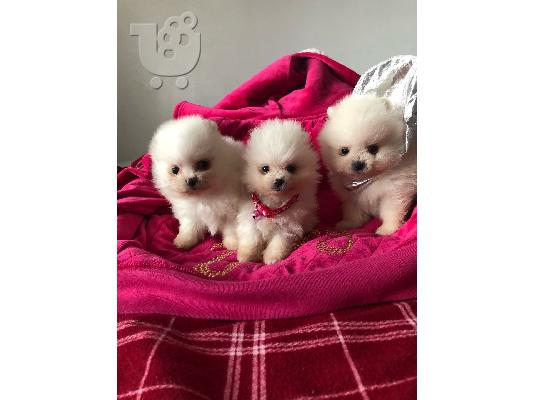 PoulaTo: Πωλούνται κουτάβια Pomeranian