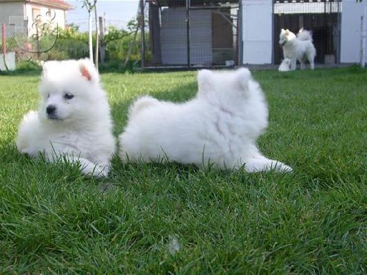 SAMOYED
