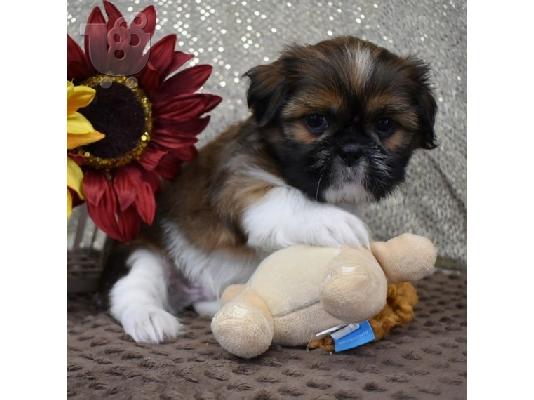 SHIH TZU